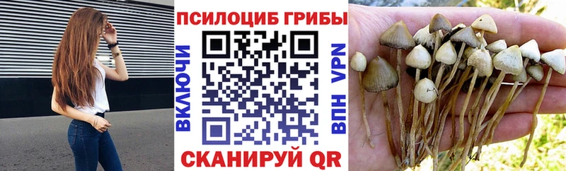 ссылка на мегу   маркетплейс официальный сайт  Псилоцибиновые грибы GOLDEN TEACHER  Аша 